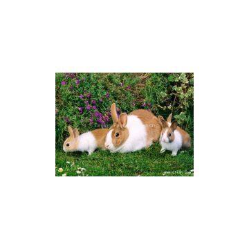test image upload