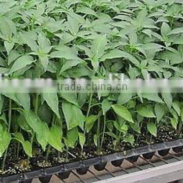 Plant Seedling Nursery Seed Tray photo-6