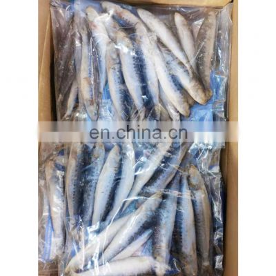 Good quality single frozen pilchard sardine fish for bait