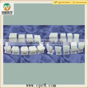 BIX-L1028 Vivid 4 groups teeth carving procedure model