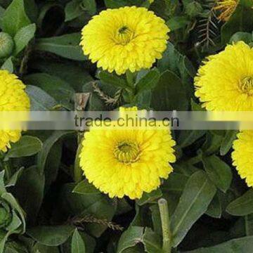 Craspedia ,Craspedia globosa, flower seeds , herb seed,vegetalbe seed,fruit seed,grass seed