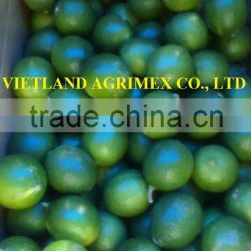 FRESH LEMON SEEDLESS HIGH QUALITY/ GREEN COLOR