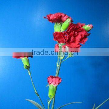 Fresh cut flowers Spray Carnation