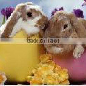 Custom Animal 3D Flip Picture With Lenticular photo-3