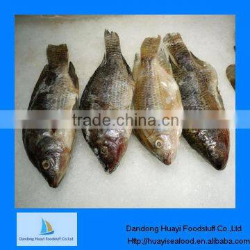 high quality frozen fish tilapia