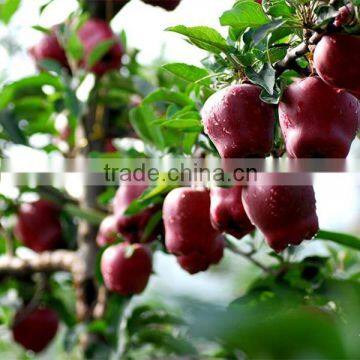 Huaniu sweet apple /cheap apple / red apple fruit