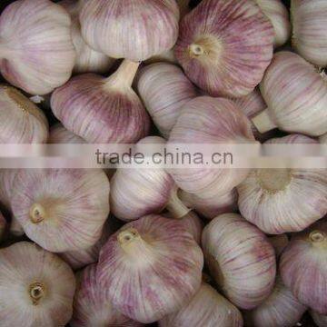 Normal White Garlic