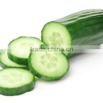 Cucumber Suppliers