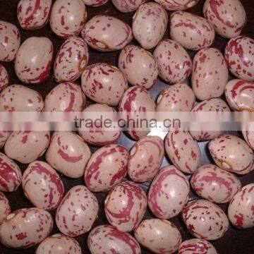 SPECKLED KIDNEY BEANS photo-4