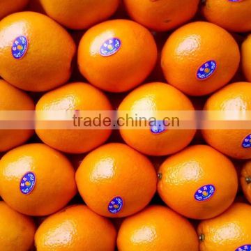 Chinese Navel Orange Fruit 15kg Box