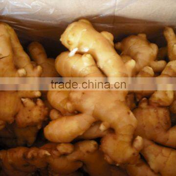 fresh ginger 10kg/ctn