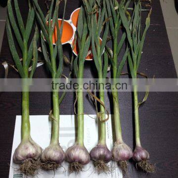 Liliaceous Vegetabless Product Type and Garlic Type High Quality Fresh Normal White