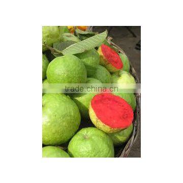 Psidium gujava red (Guava Red, Apple Guava)