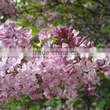 High Sprouting Rate Chinese Lilac Flower tree seeds for planting