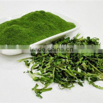 AD Type Dried Caraway Powder Natural Green