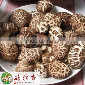 white flower shiitake mushroom dried planting in Autumn