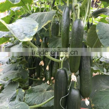 Cucumber seeds little cucumber seeds Maloene F1Green vegetables