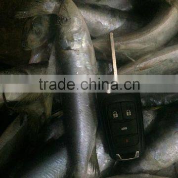 Fresh Frozen Sardine (Sardinella Longiceps) WR for Canning