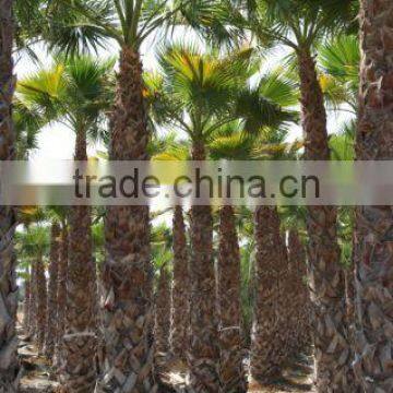 Washingtonia Robusta Palm Tree