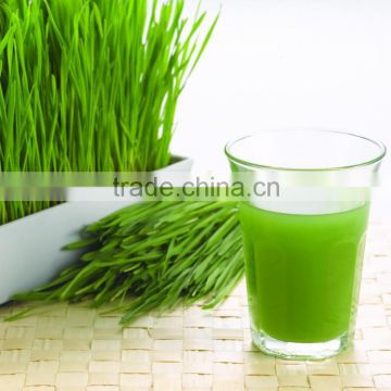 Organic Wheat Grass Powder For OEM