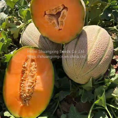 Greyish-green skin orange flesh hybrid round melon seeds