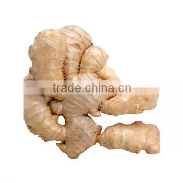 Extract of ginger root/Ginger root extract/Zingiber officinale extract/Zingiber officinale root extract/Ginger extract