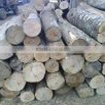 Styrax Logs for Making Core Veneer