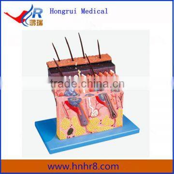 Hot Sale Enlarged Skin Section Anatomical Model