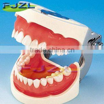 2015 hot sale typodont dental study teeth model with removable screw for training