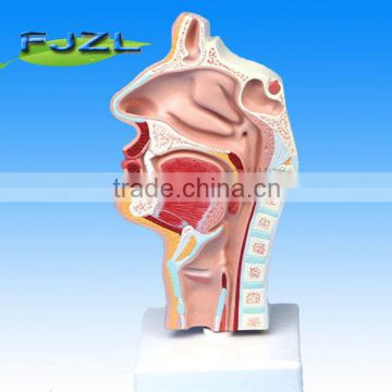 Anatomy nose nasal cavity,oral cavity,throat,pharynx model