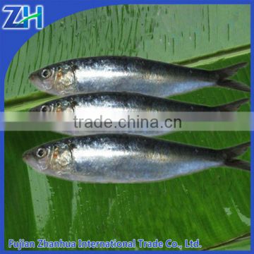 sardine fish frozen sardine fishing net