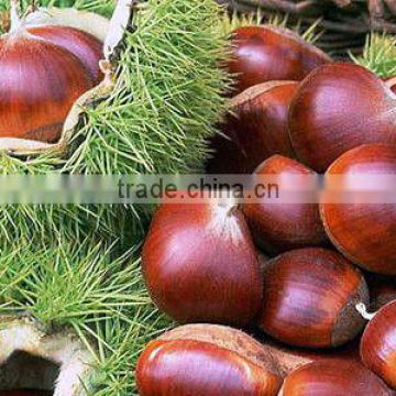 Chinese Fresh Chestnut