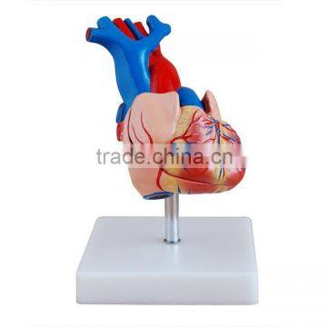 Heart anatomic model(biomedicine apparatus)/medical anatomical skull