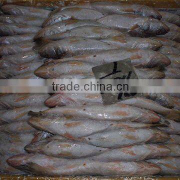 FROZEN SILVER CROAKER, T.T CROAKER, YELLOW CROAKER FISH photo-4