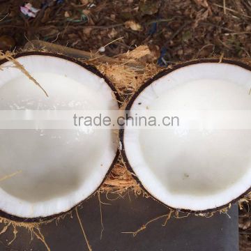 SEMI HUSKED COCONUT /FULL HUSKED COCONUT - 2016- SKYPE :TIMUOI88