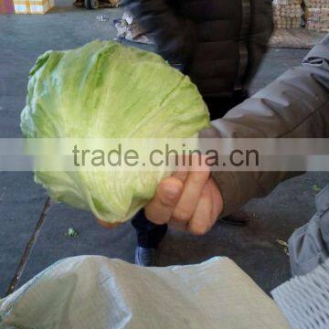 Fresh Lettuce photo-2