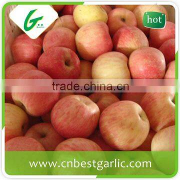 Fresh fuji apple with good quality