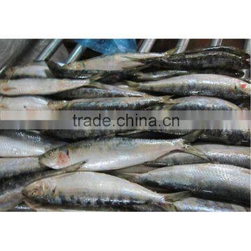 Good sardine raw material BQF