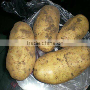 hot season of potato