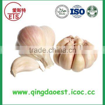 Fresh Garlic With Good Price New Fresh Normal White Garlic photo-3