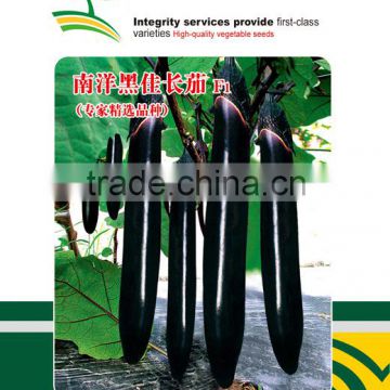 Hybrid High yield long eggplant seeds for growing-ST Black Excellence F1