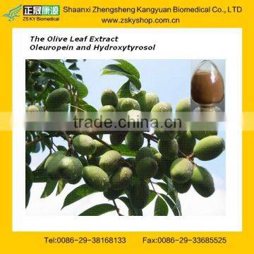 GMP Certified Manufacturer Supply High quality Oleuropein & Hydroxytyrosol from The Olive Leaf Extract