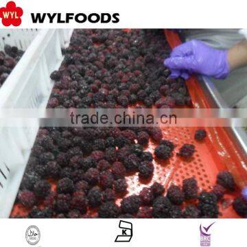 Chian fruite Frozen IQF black berry