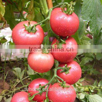 High Yield Determinate Tomato Seeds With Good Disease Resistance photo-2