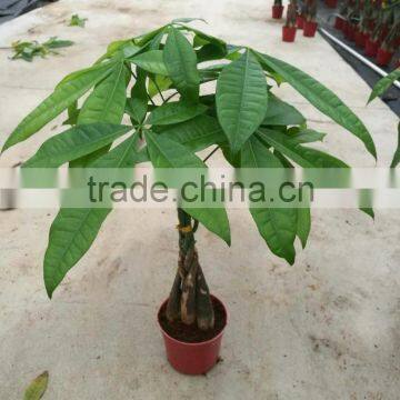 Indoor 5-braids Pachira Aquatica Bonsai (money Tree)