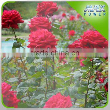 Smart Irrigation System Tape for Flower Garden photo-6