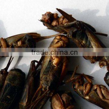 Freeze Dried Crickets, Bird & Reptiles Pet Food photo-2