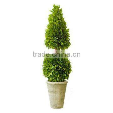 New Potted Boxwood Topairy Preserved photo-2