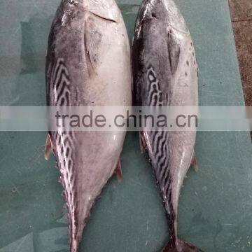 Good Quality bonito tuna frozen eastern little tuna 750G+ for sale