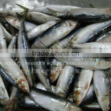 Export Wholesale Fish Frozen Sardine Fish